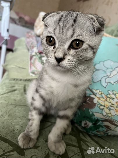 Вислоухий котёнок