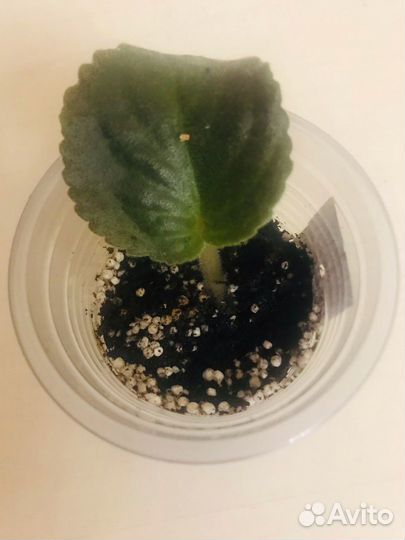 Фиалка ват-Праздничный Наряд Пуговки