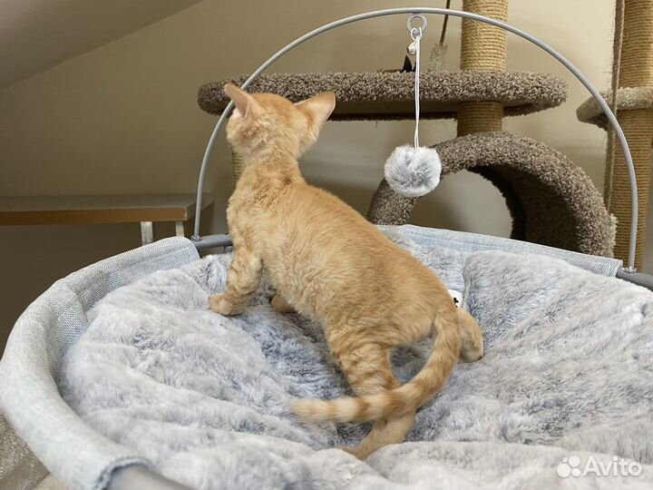 Девон-рекс рыжий Лёлик