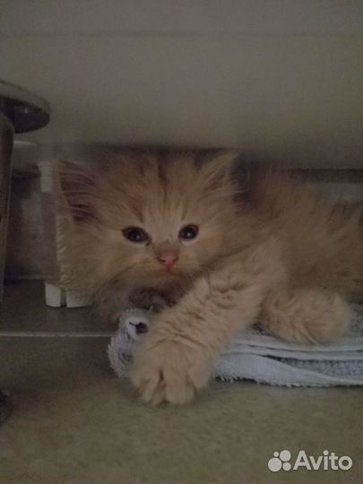 Котенок в добрые руки