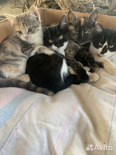 Котята в добрые руки