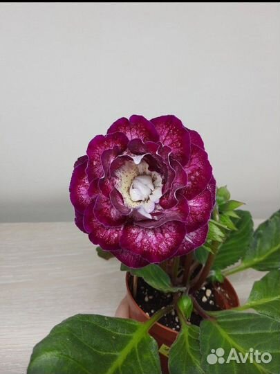 Глоксиния махровая