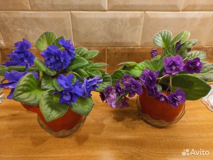 Фиалки узамбарские цветущие