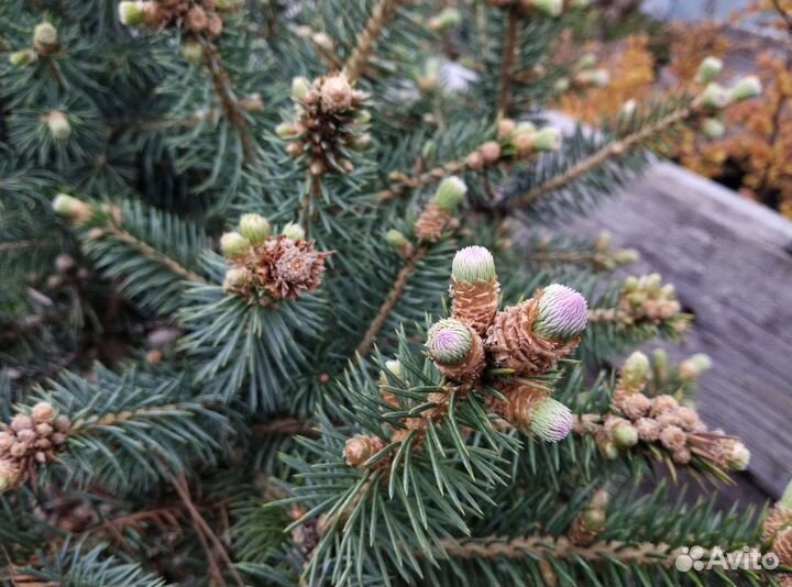 Ель Руби Тиадропс