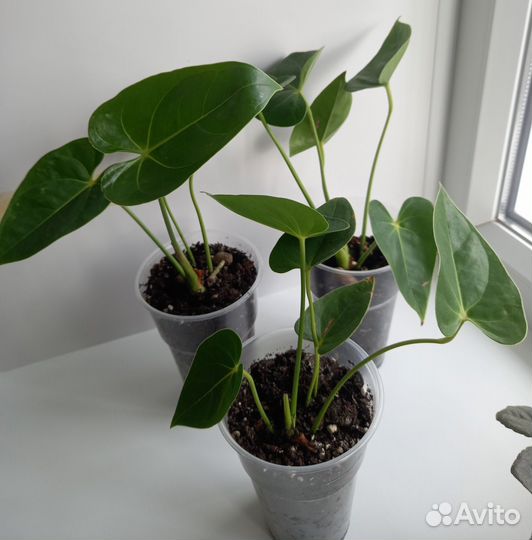 Антуриум красный