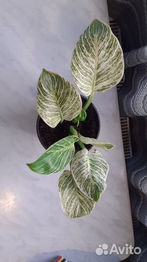 Филодендрон биркин