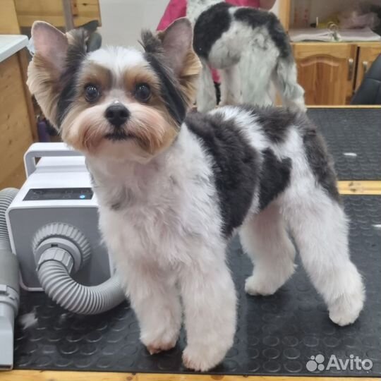 Стрижка собак и кошек с выездом на дом