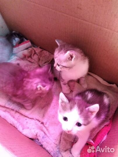 Кошки в добрые руки породистые