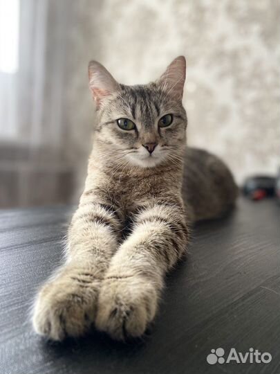 Домашние животные