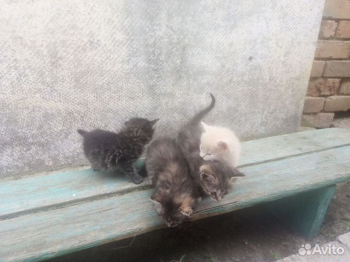 Отдам котят в хорошие руки