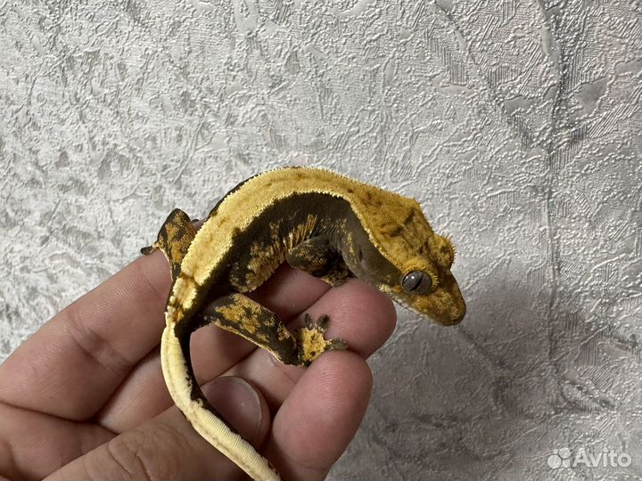 Реснитчатый бананоед самки