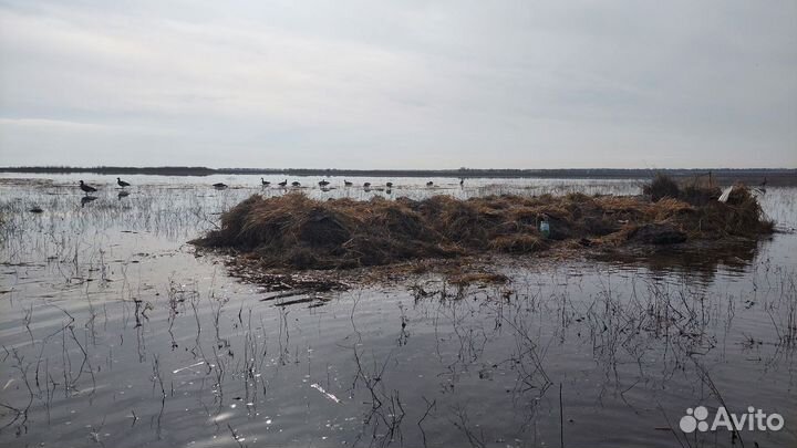 Чучела белолобых гусей Avian X