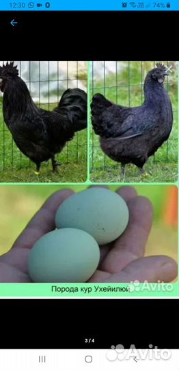 Инкубационное яйцо ухейилюй. Цыплята