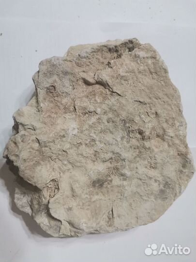 Окаменелая флора пермского периода