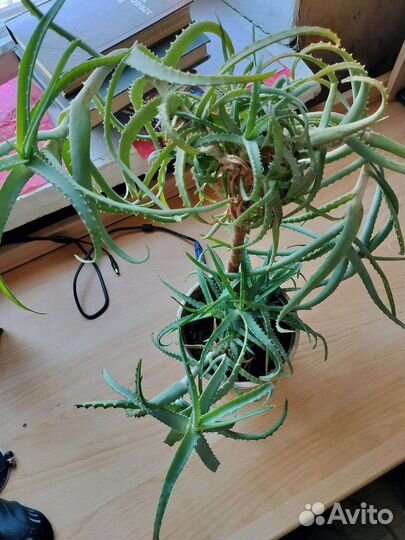 Алоэ в красивом горшке