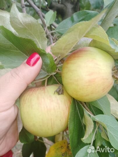 Яблоки сорта: Хани Крисп, Айдаред, Спартан, Гала