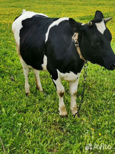 Телки стельные