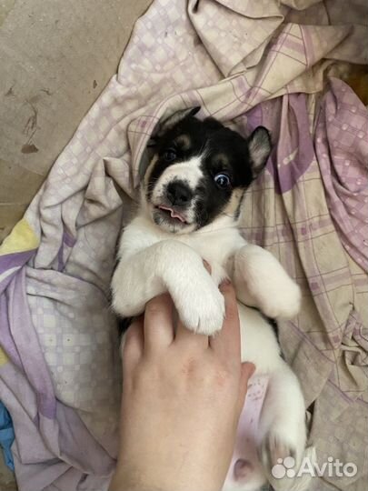 Отдам щенят в добрые руки