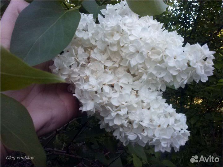 Саженцы сирени разных сортов