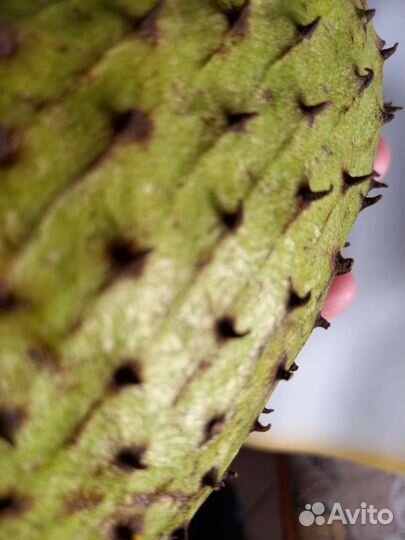 Гуанабана Аnnona Мurikata саженец