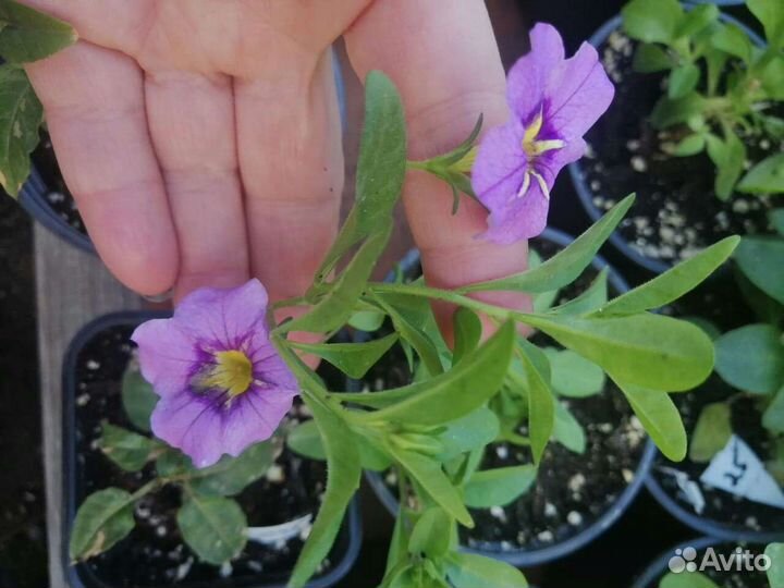 Калибрахоа, петуния