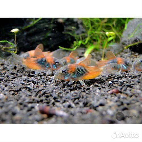 Гуппи,Меченосцы,гурами,коридорасы,корма