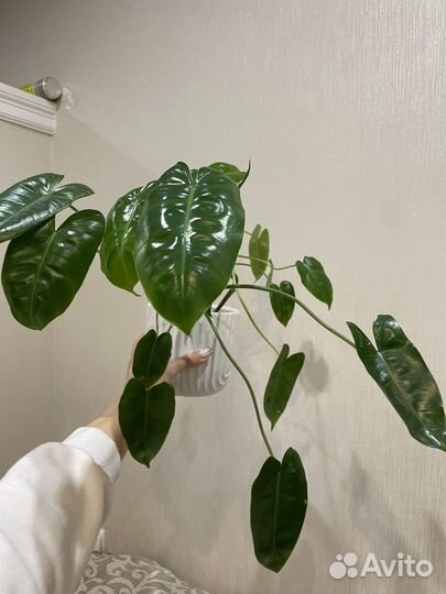 Растения все по одной цене