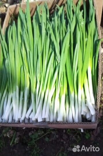 Лук зеленый свежей срезки LUK-7966