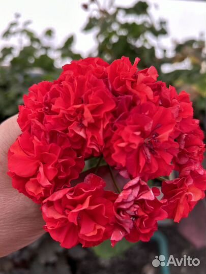 Юг цветы Зевса