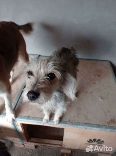 Маленькая собака в добрые руки