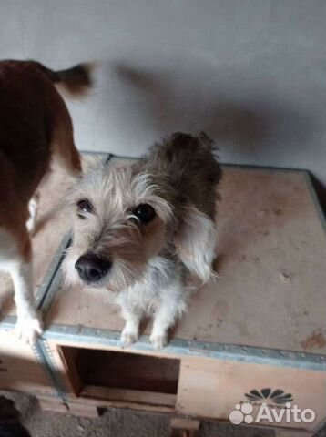 Маленькая собака в добрые руки