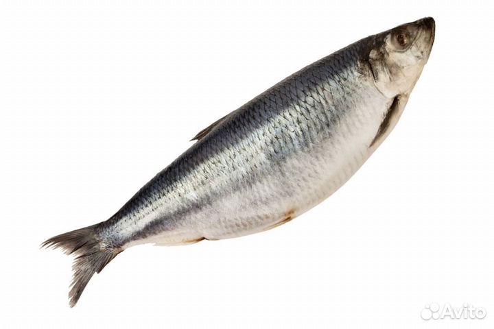 Сельдь свежемороженая, олюторская 400-500г. блок