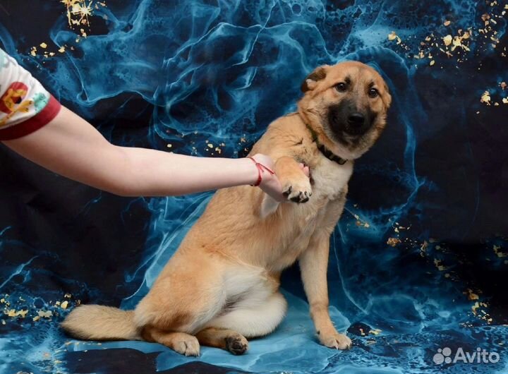 Собака в добрые руки