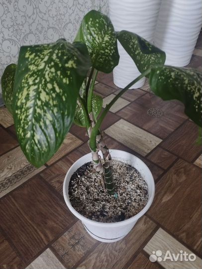 Диффенбахия