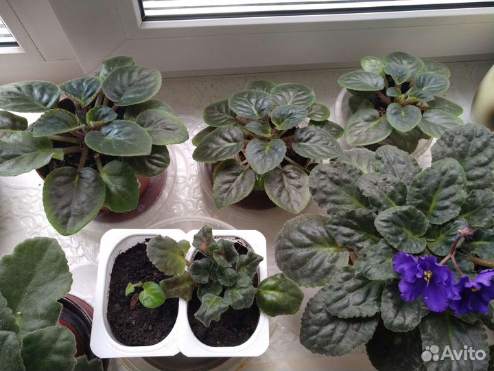 Фиалка комнатное растение