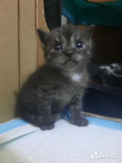 Шотландские котята