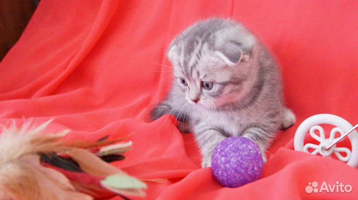 Шотландский эксклюзив