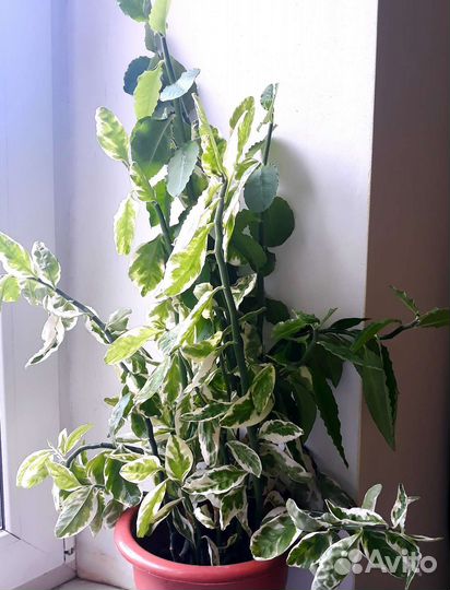 Педилантус 60 см