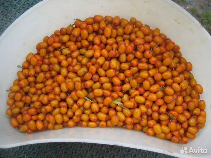 Саженцы облепихи