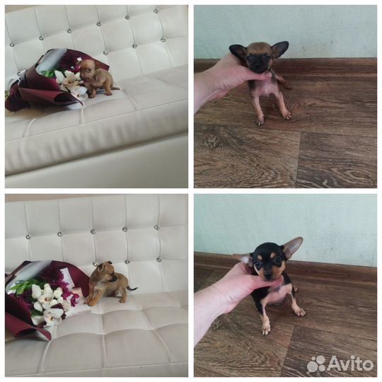 Той-терьер, чихухуа, карликовый пинчер. челябинск