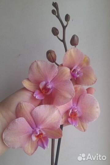 Орхидея фаленопсис Сапорита