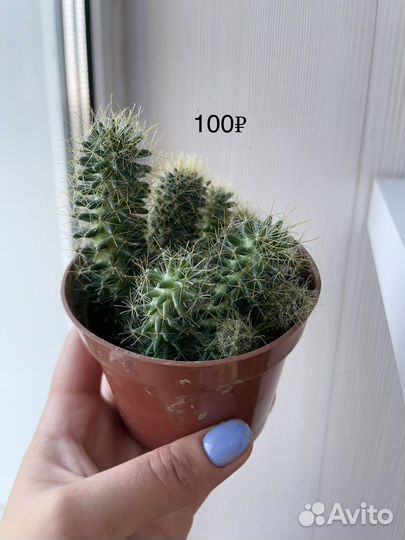Кактус