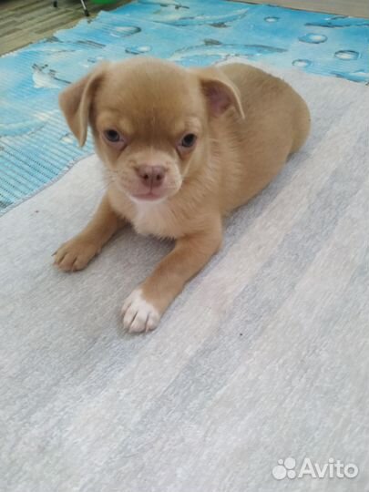 Щенки чихуахуа