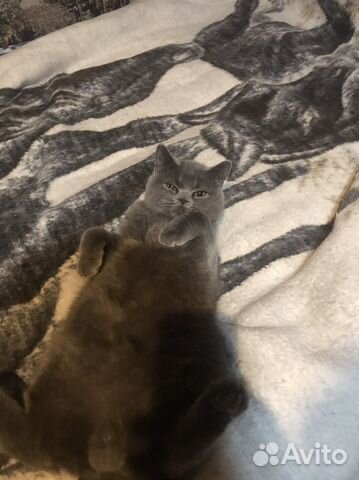 Британский котик