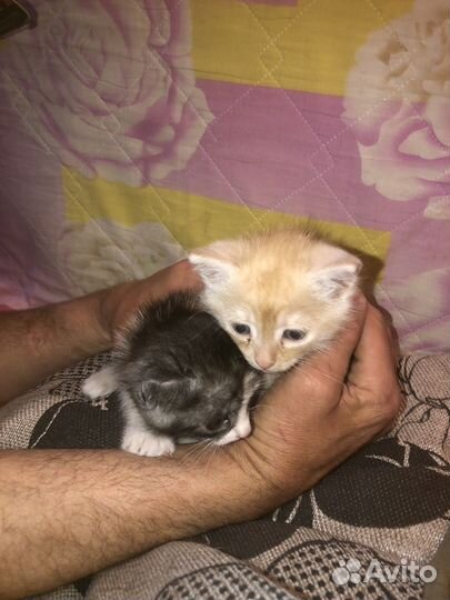 Котята крысоловы