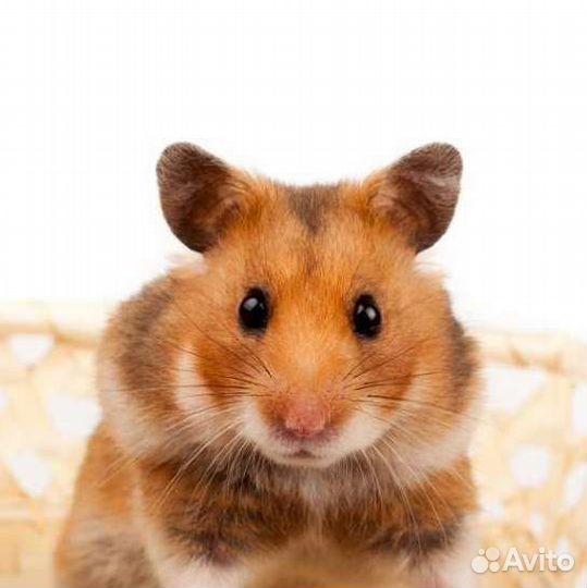Сирийский хомяк