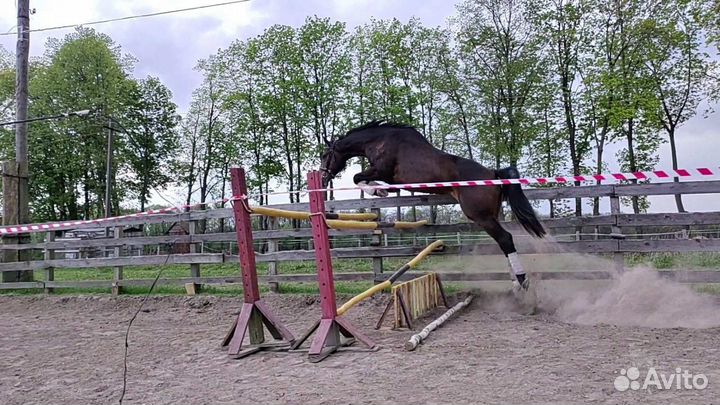 Продам лошадь