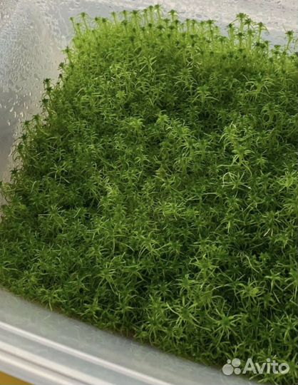 Мож сфагнум