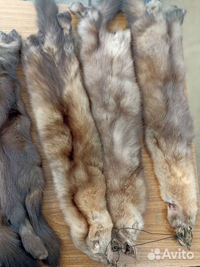 Шкура соболя