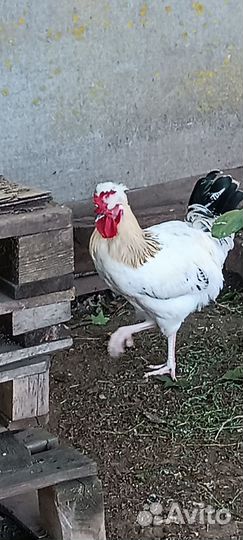 Петух